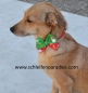 Preview: Weihnachtsschleife, Hundefliege, Halsband, 2 Weihnachtsmotive